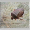 Holcostethus vernalis - Baumwanze 05.jpg